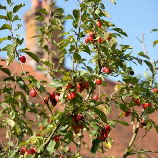 Crab apples growing on crab apple tree in garden