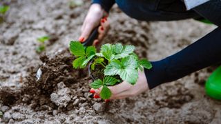Planting strawberries in soil