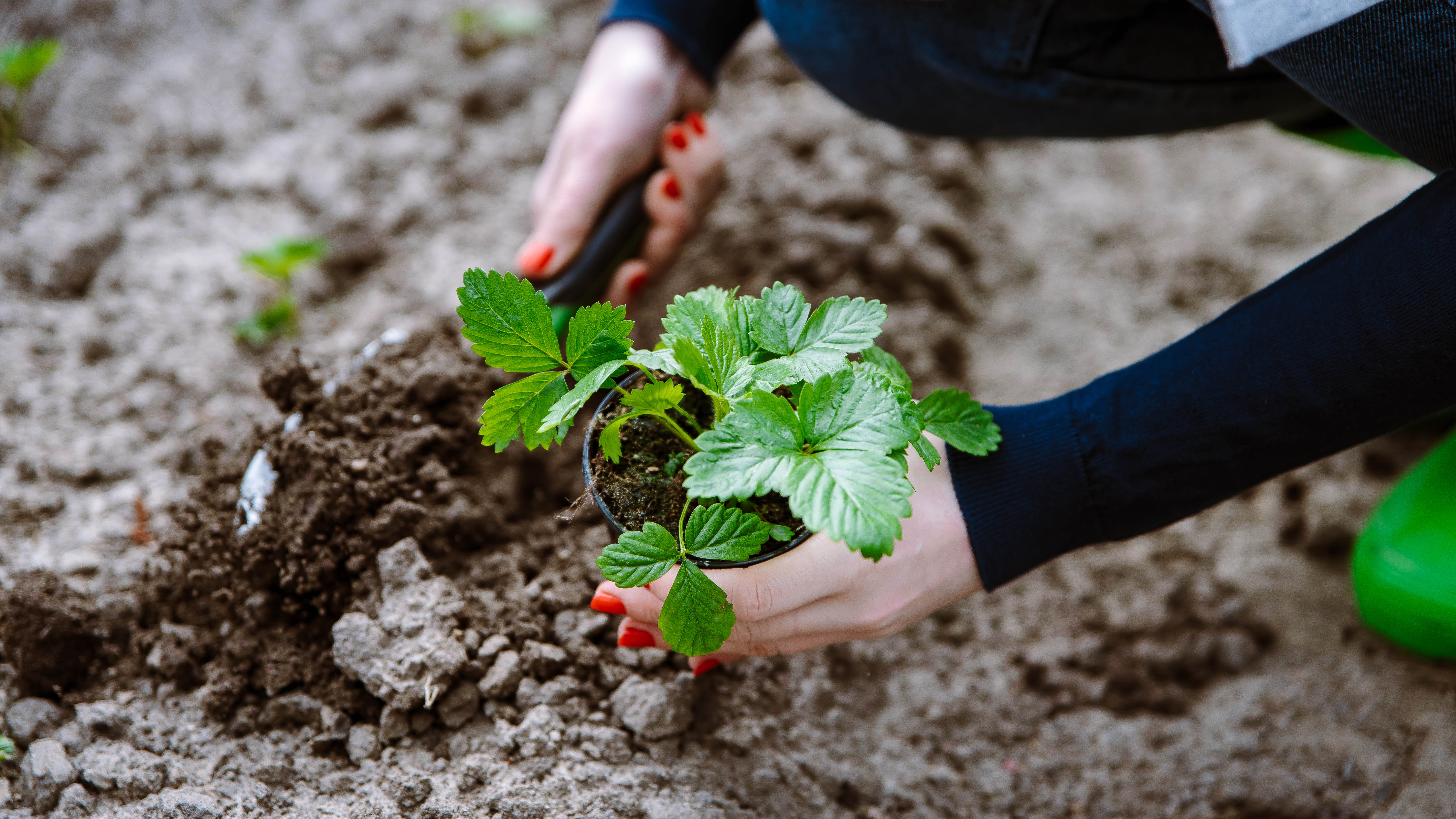 Growing strawberries in the soil