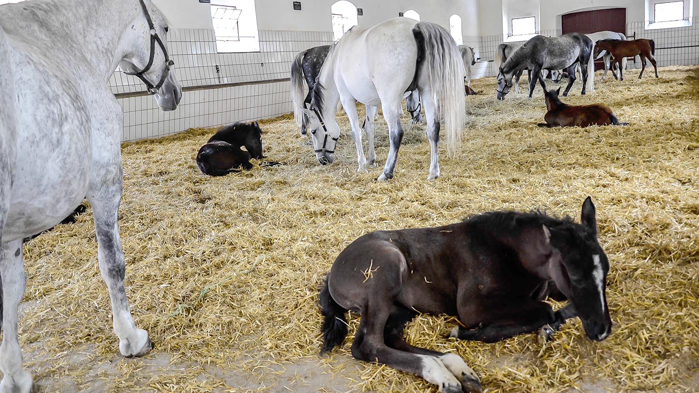 Lipizzaner foal