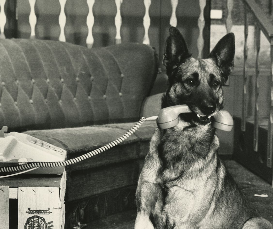 Going to the Dogs, Stadsschouwburg, Amsterdam, 1986 - photo of a dog with a phonce receiver in its mouth