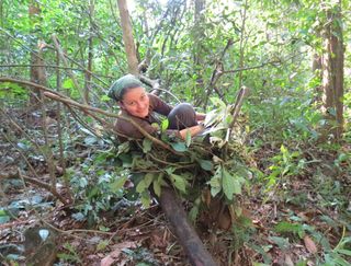 A researcher taking over a chimpanzee nest.