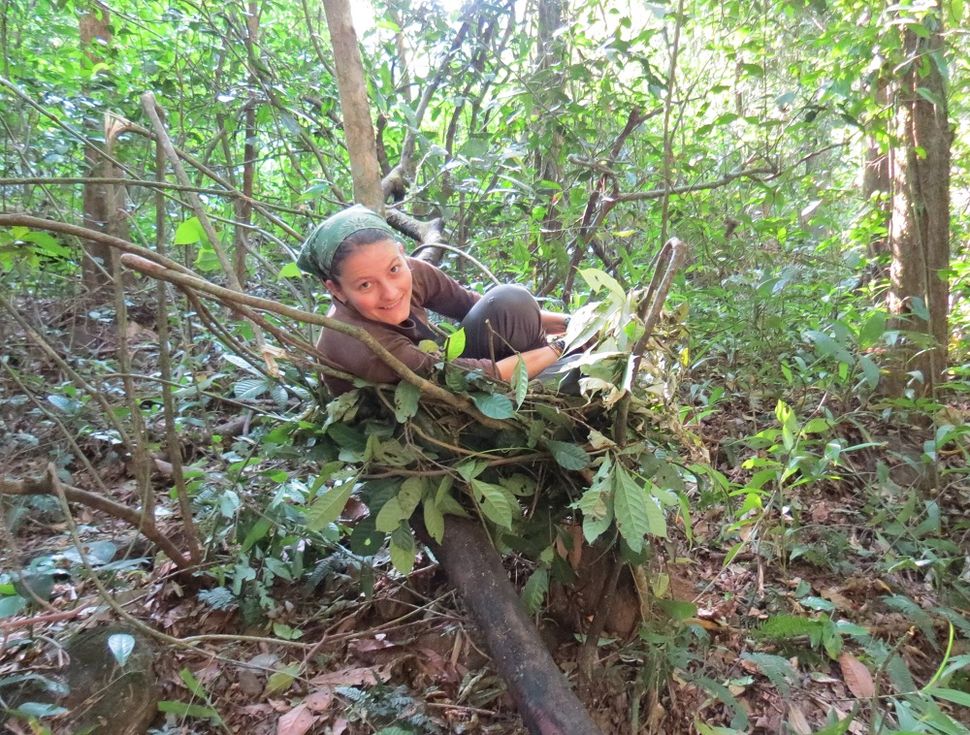 Apes' Simple Nests Are Feats of Engineering | Live Science