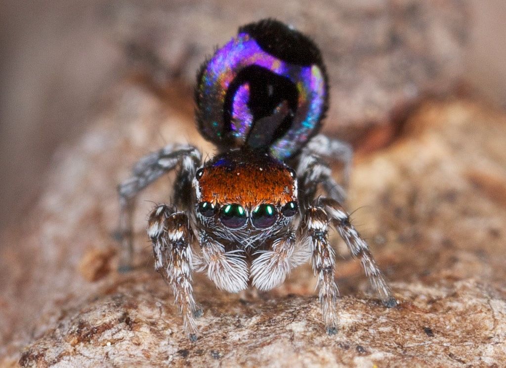 Nature&#039;s smallest rainbow can be found on the butt of the peacock spider &lt;em&gt;Maratus robinsoni&lt;/em&gt;.