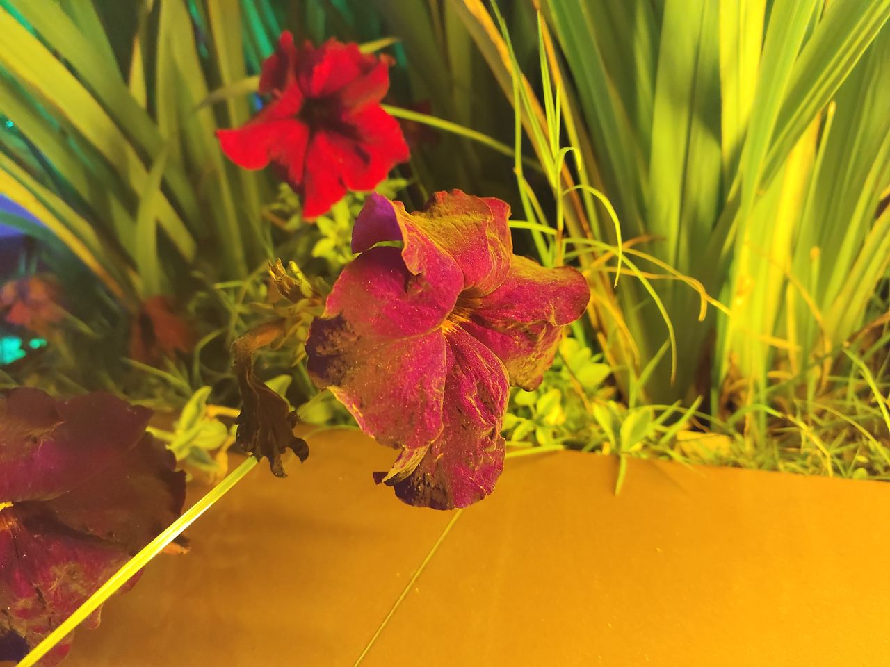 RedMagic 7 phone camera sample