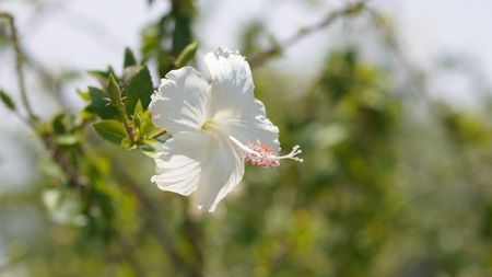 White Hibiscus rosa sinensis blooming in garden blurred background