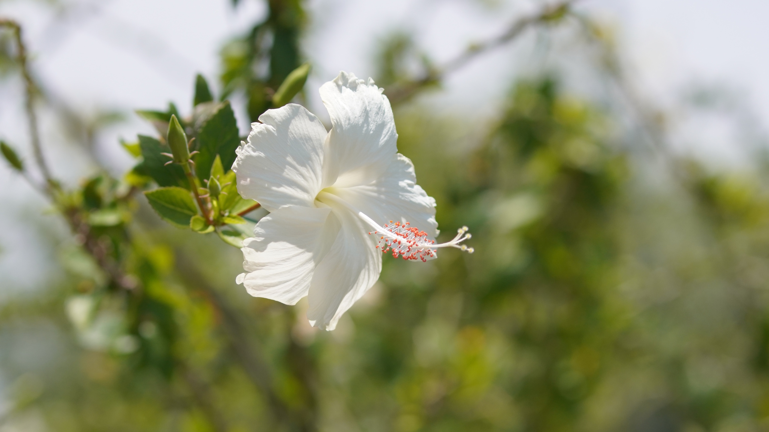 White Hibiscus rosa sinensis blooming in garden blurred background