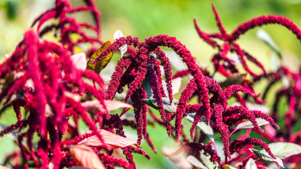 Amaranth, or love lies bledding, with crimson flowers in a sunny garden