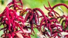 Amaranth, or love lies bledding, with crimson flowers in a sunny garden