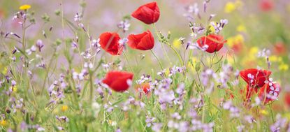 Wildflowers - or wild flowers - if you like