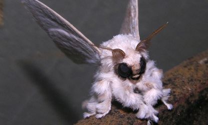 While the poodle moth's genetic origins are still unknown, there is no denying its "adorably weird" appeal.