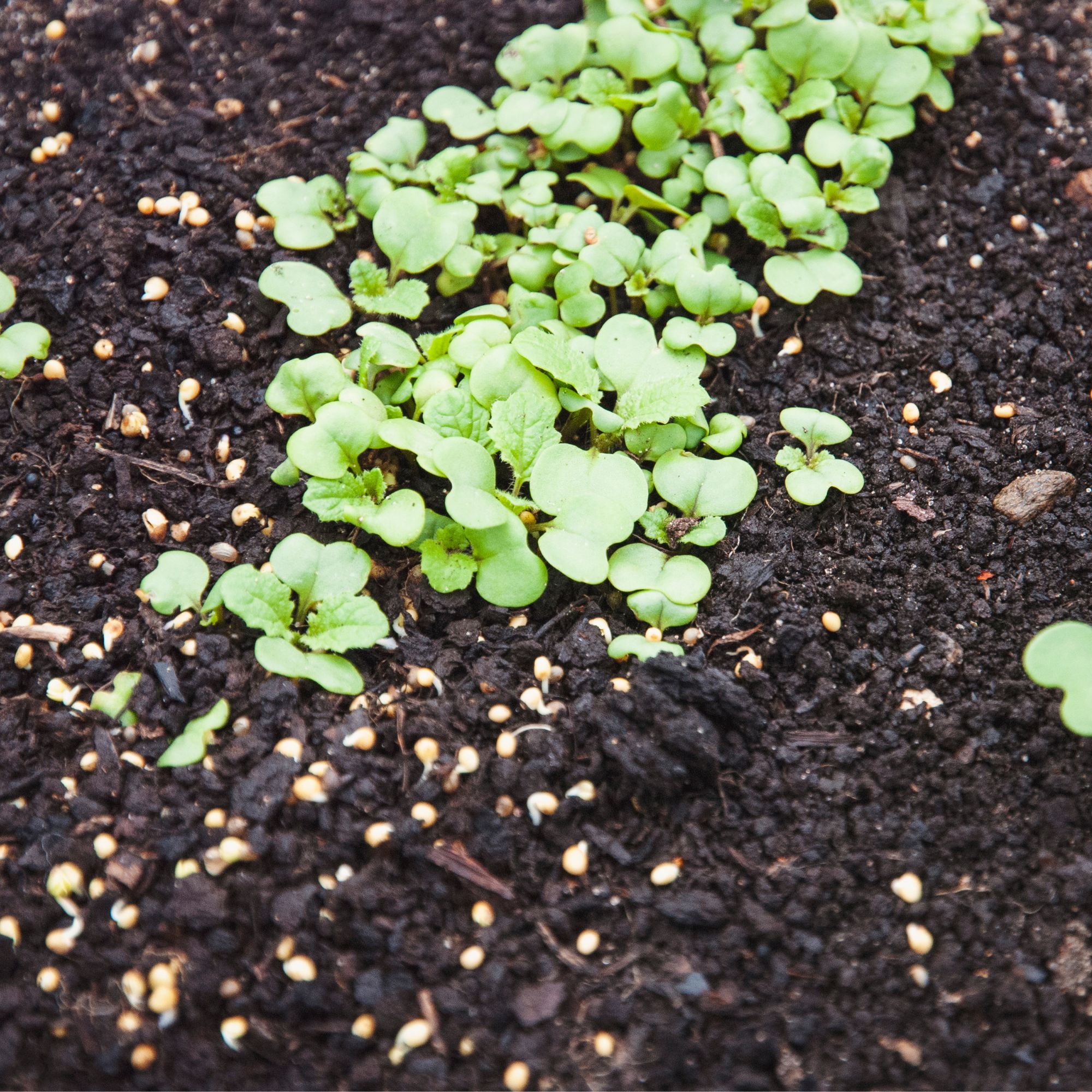 Mustard growing as green manure in garden