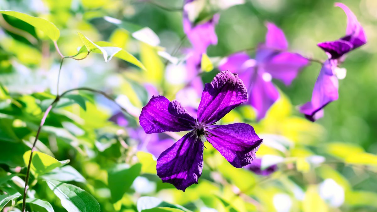 What to Do With Clematis in October – 5 Fast Tasks to Prep This Hard-Working Vine for Winter