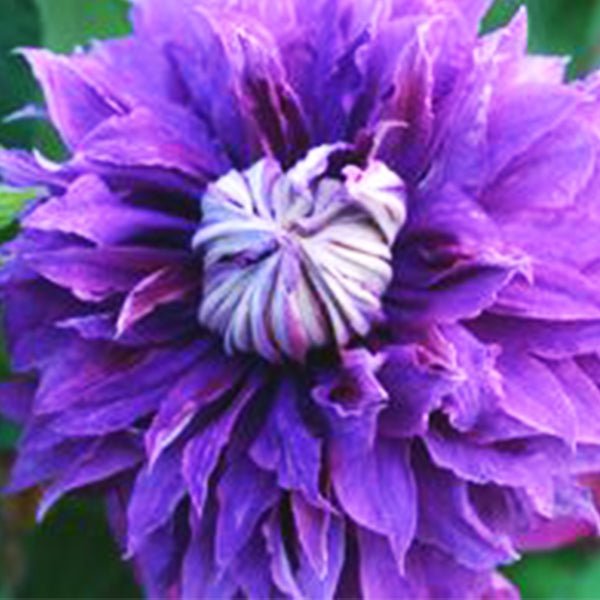 Regal&amp;reg; Diamantina&amp;trade; Clematis