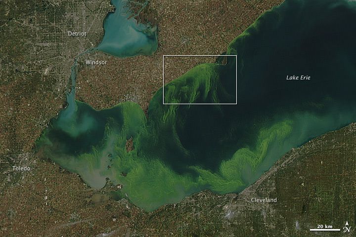 An image of the Lake Erie algae bloom acquired by NASA&#039;s Aqua satellite on October 9, 2011.