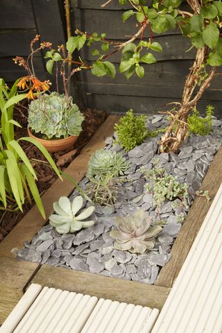 small succulent garden set in a decked area