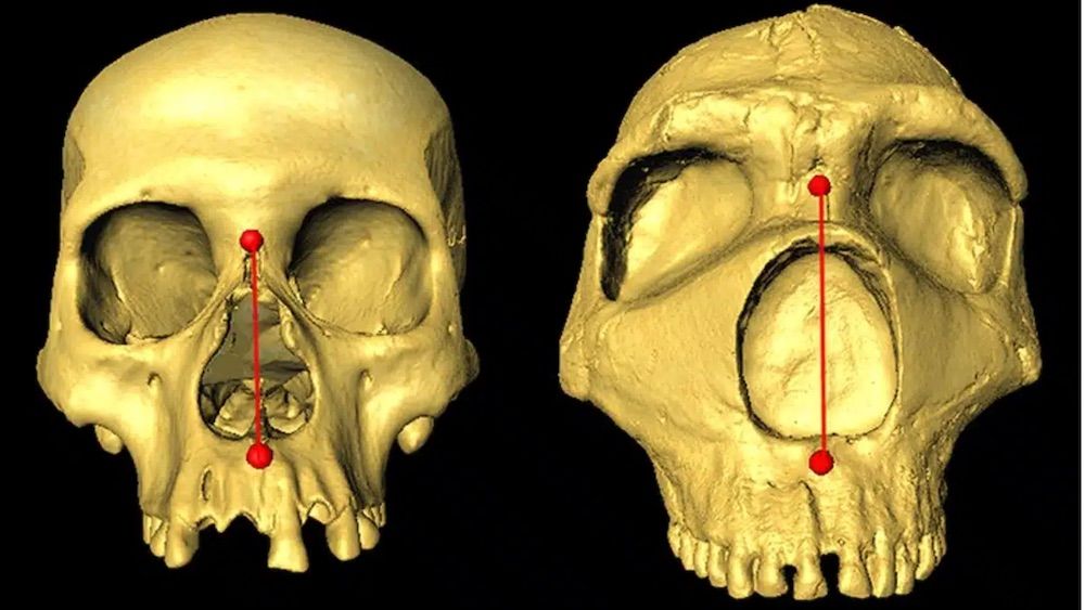 Two skulls showing a comparison of nasal cavities.