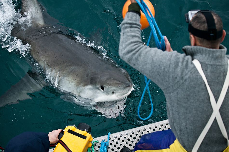 Sponsors Keep Biting at Discovery’s Shark Week Next TV
