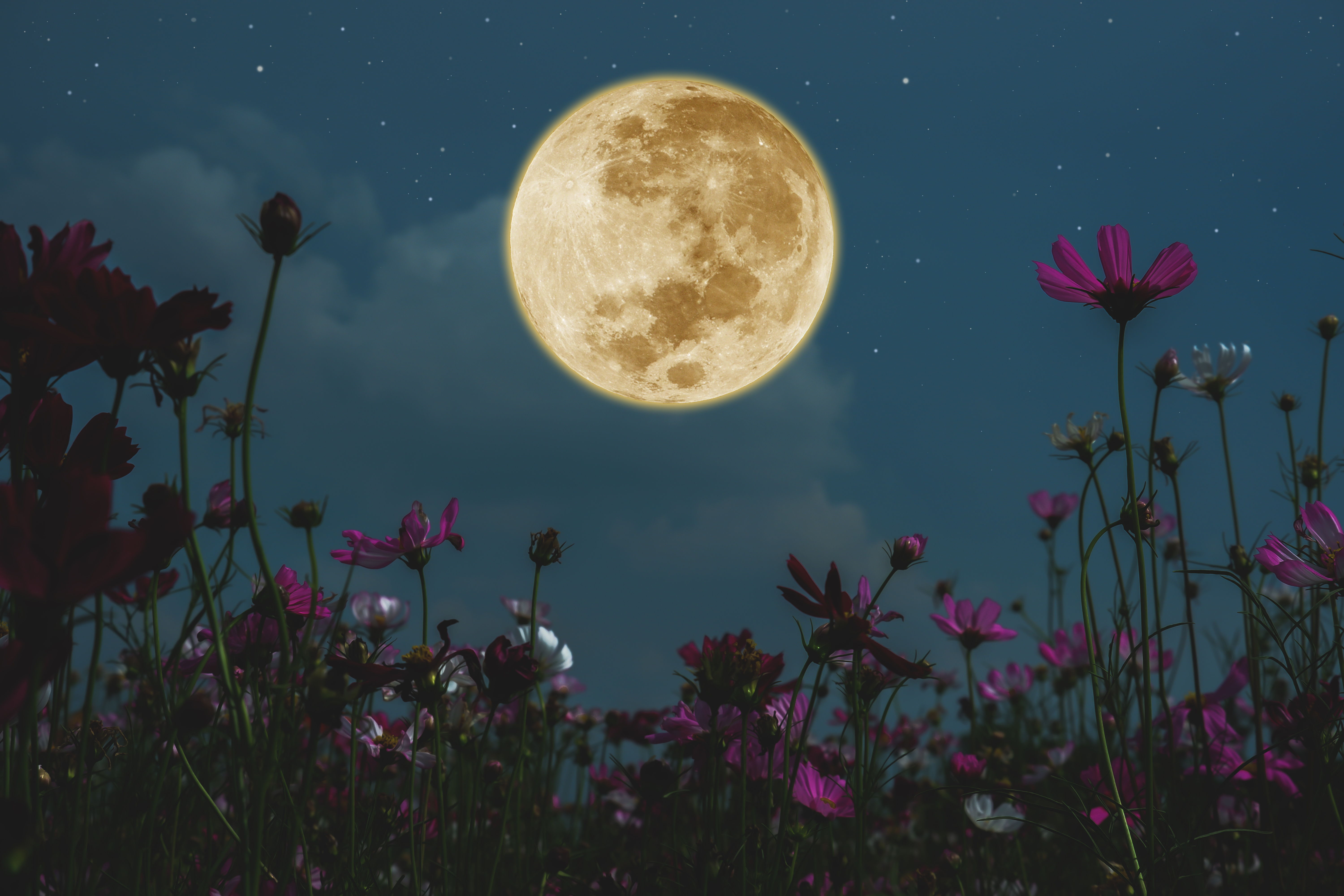Full glowy moon over a field of cosmos flowers