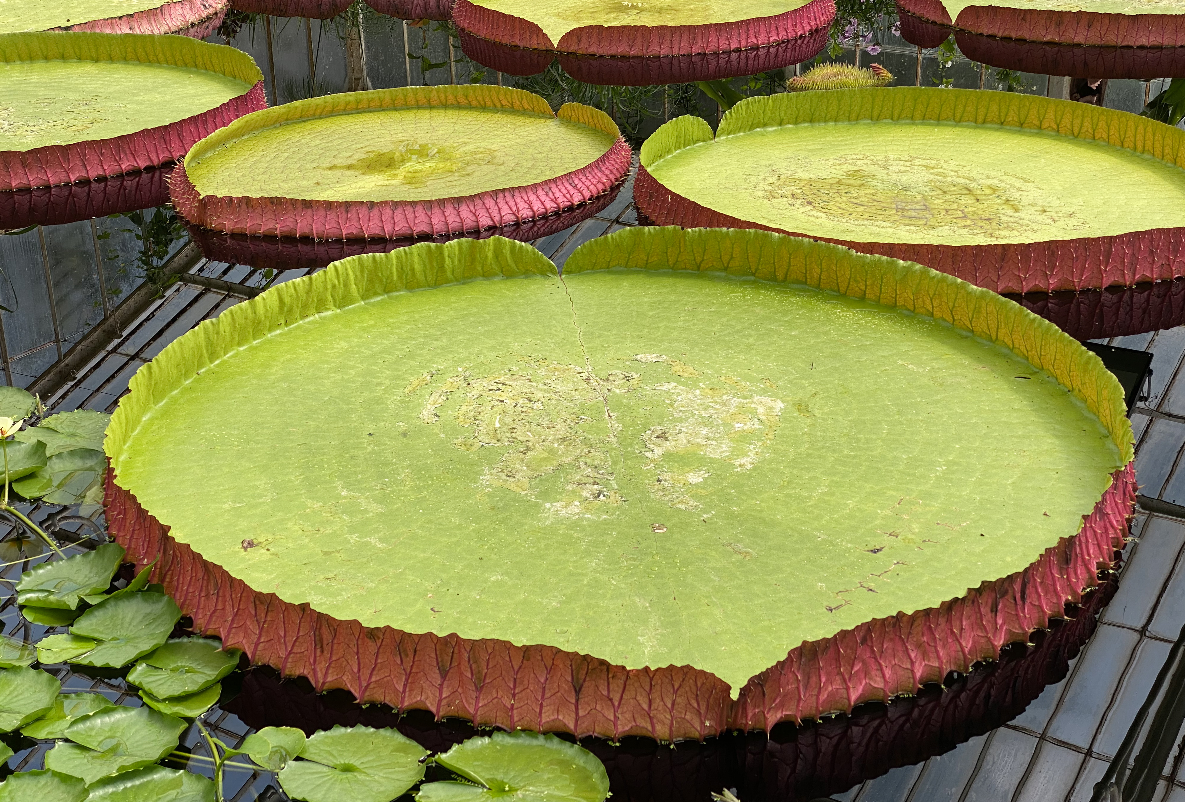 Kew Gardens, London