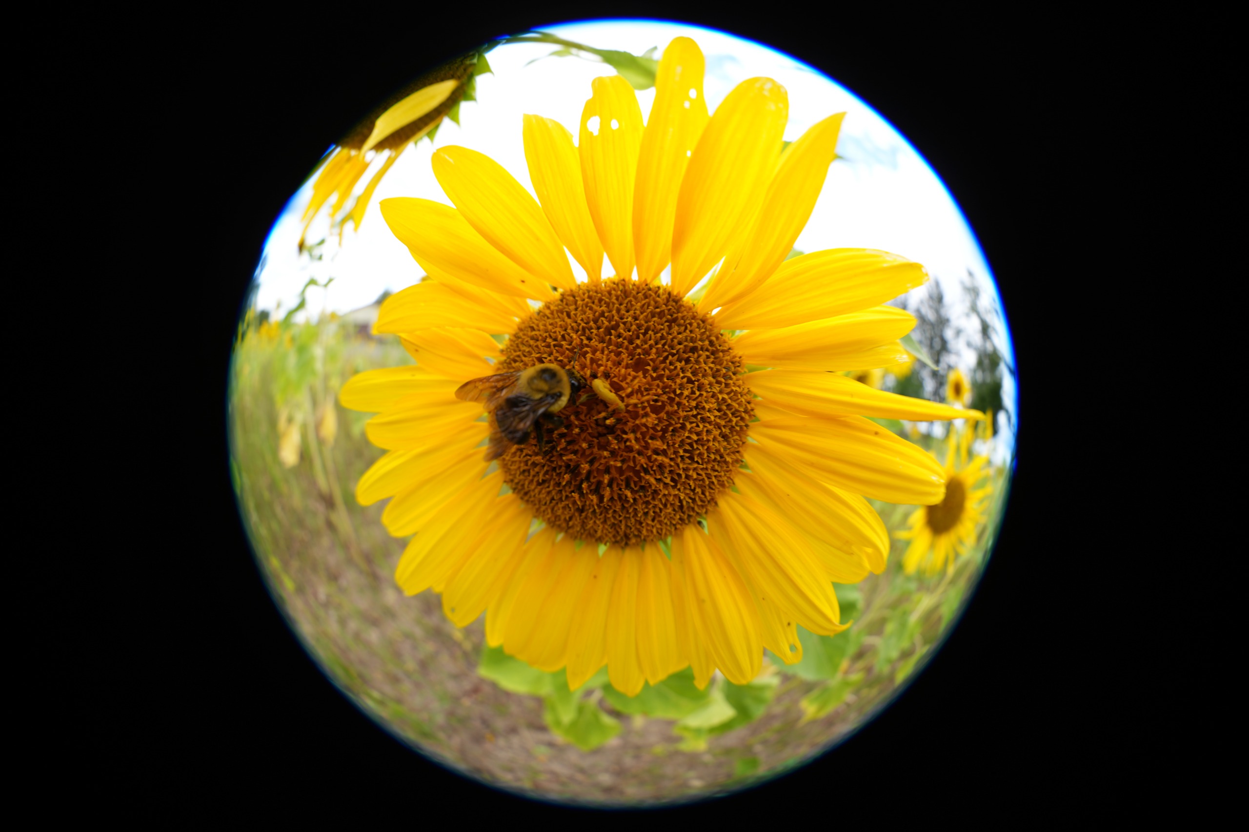 An image sample from the Sony FE 8-14mm f/3.5 Fisheye G