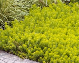 sedum Angelina growing in rock garden in late summer