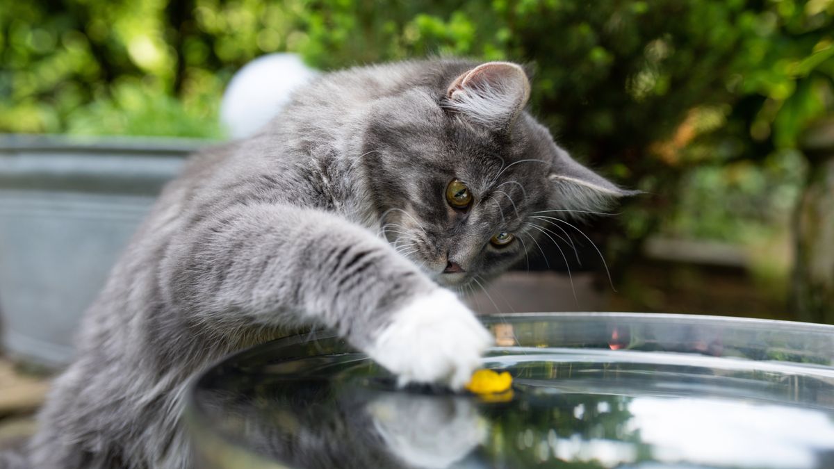 Maine coon cat pawing at water bowl in garden