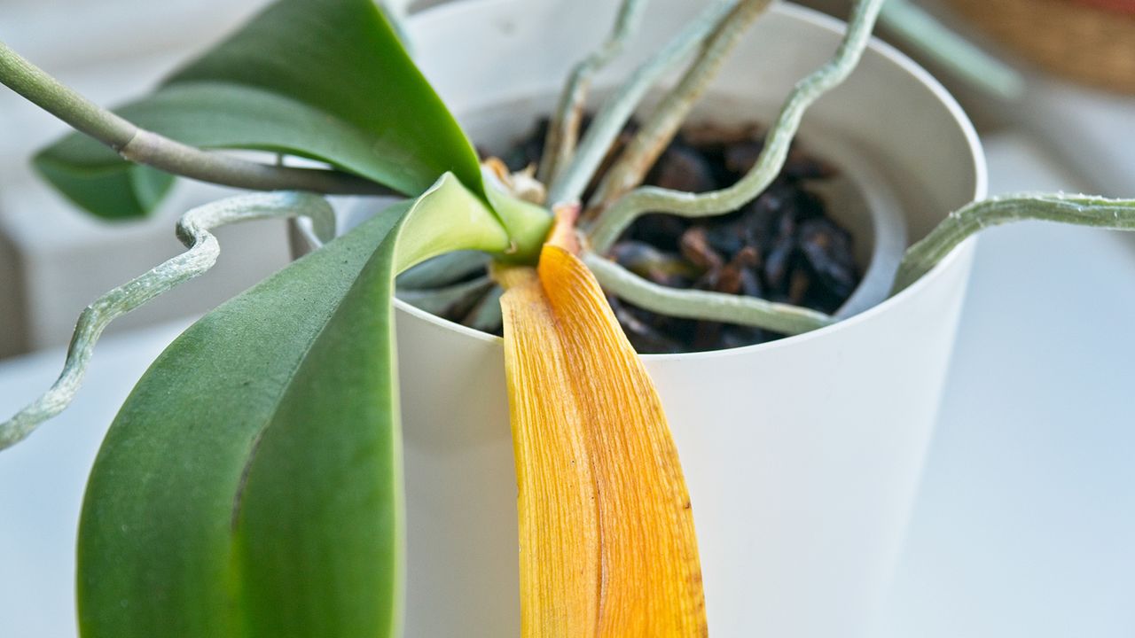 Orchid leaves turning yellow before dropping off