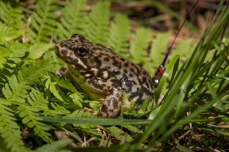 Endangered California Frogs Let Loose in Wild Live Science
