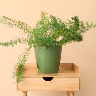 Green asparagus fern houseplant on table near beige wall