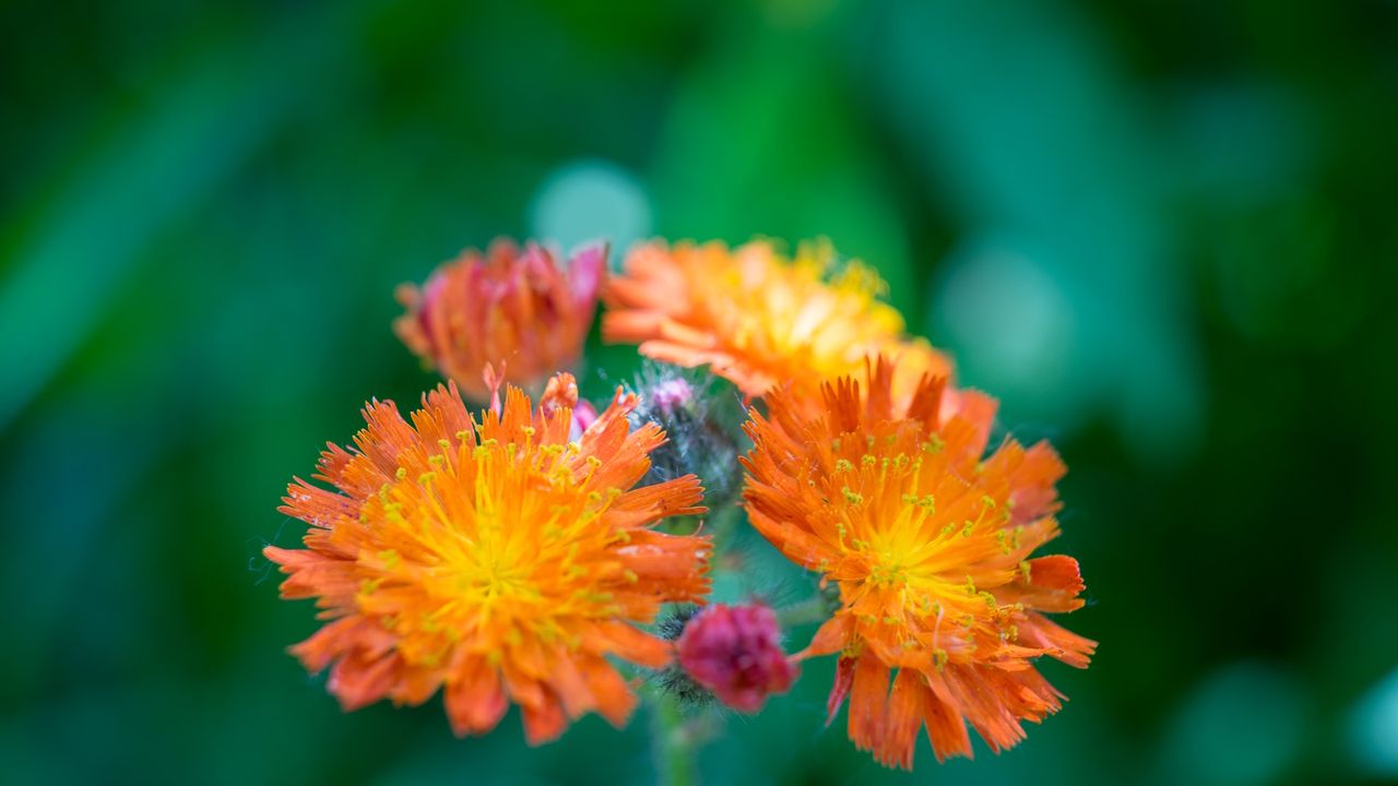 Orange pilosella, or fox and cubs, flowers in bloom during summer