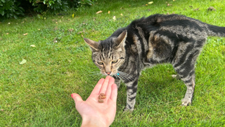 Chilli sniffing the best cat treats on Megan's hand in the garden