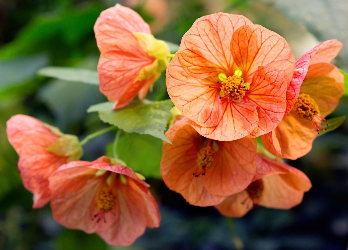 abutilon pruning