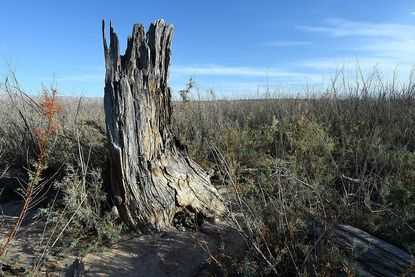 A dead tree in Nevada