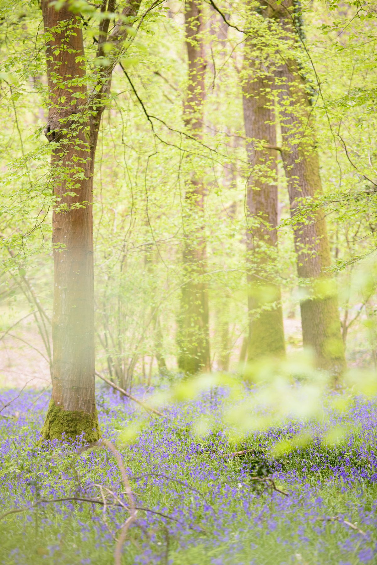 Bluebell woodland scene