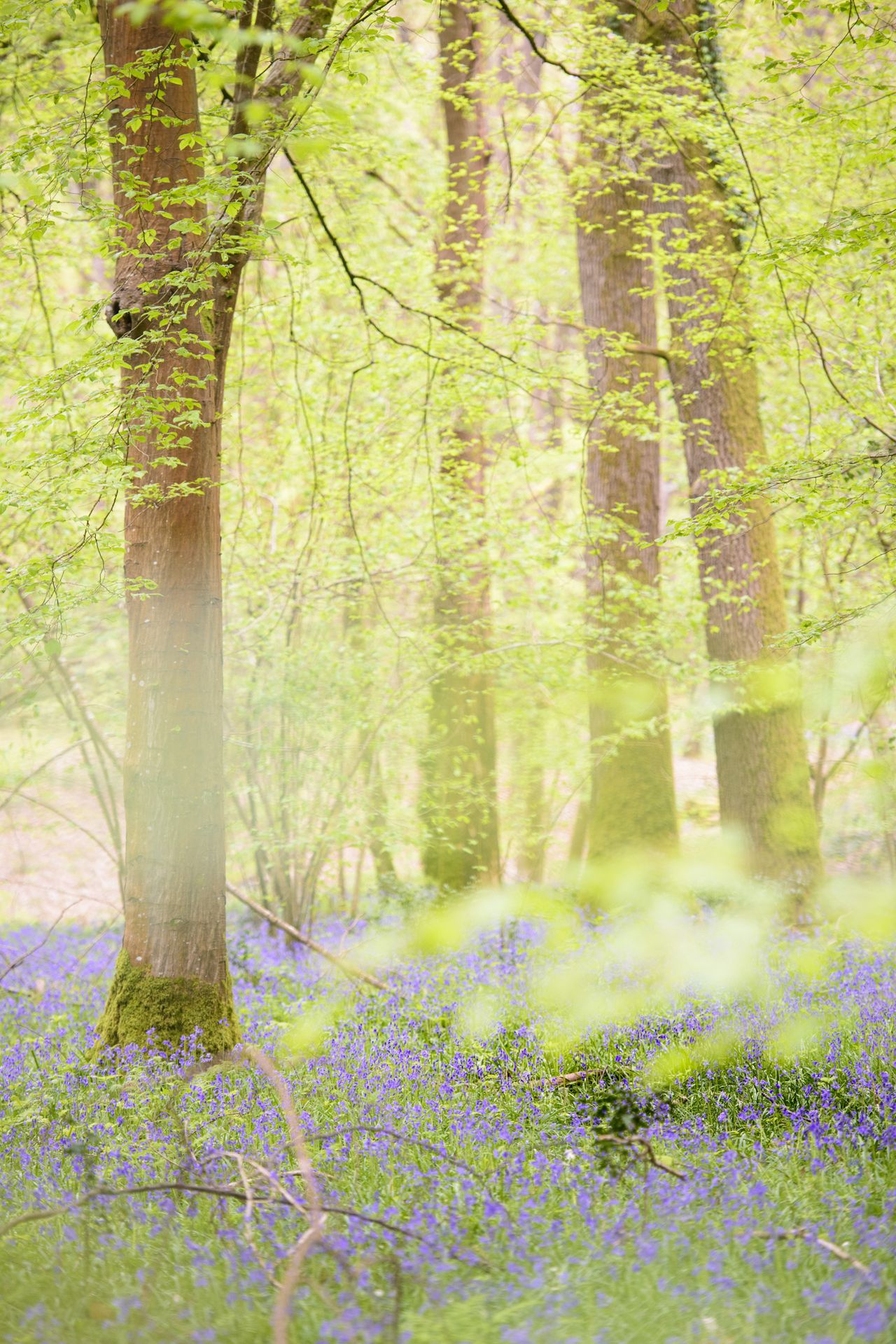 Bluebell woodland scene