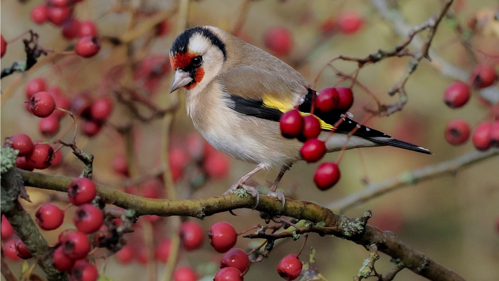 Goldfinch on tree with red berries in winter
