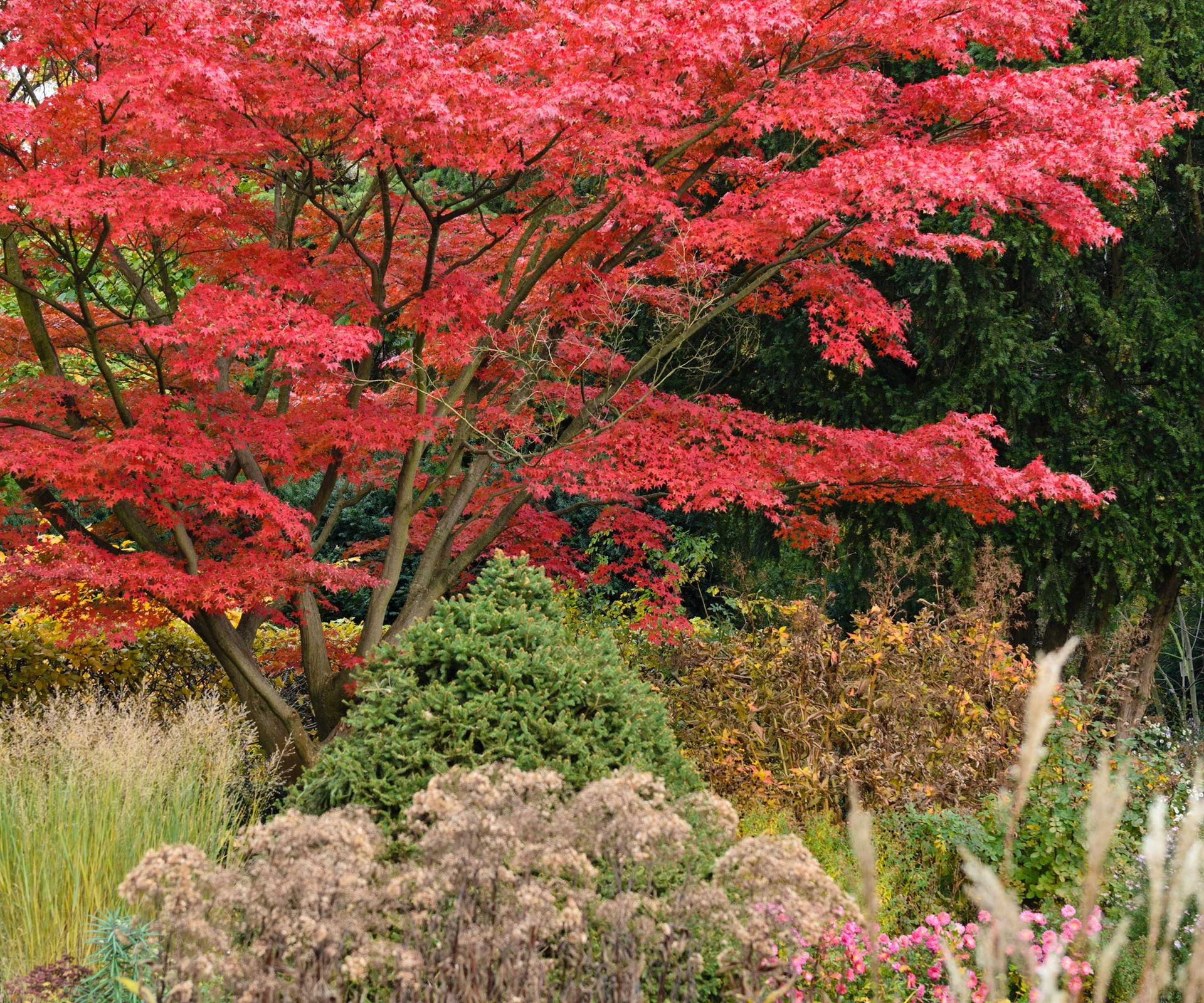 Acer palmatum 'Autumn Glory' in border