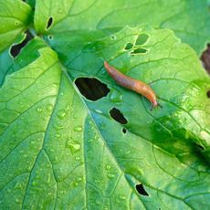 Slug on leaf with holes