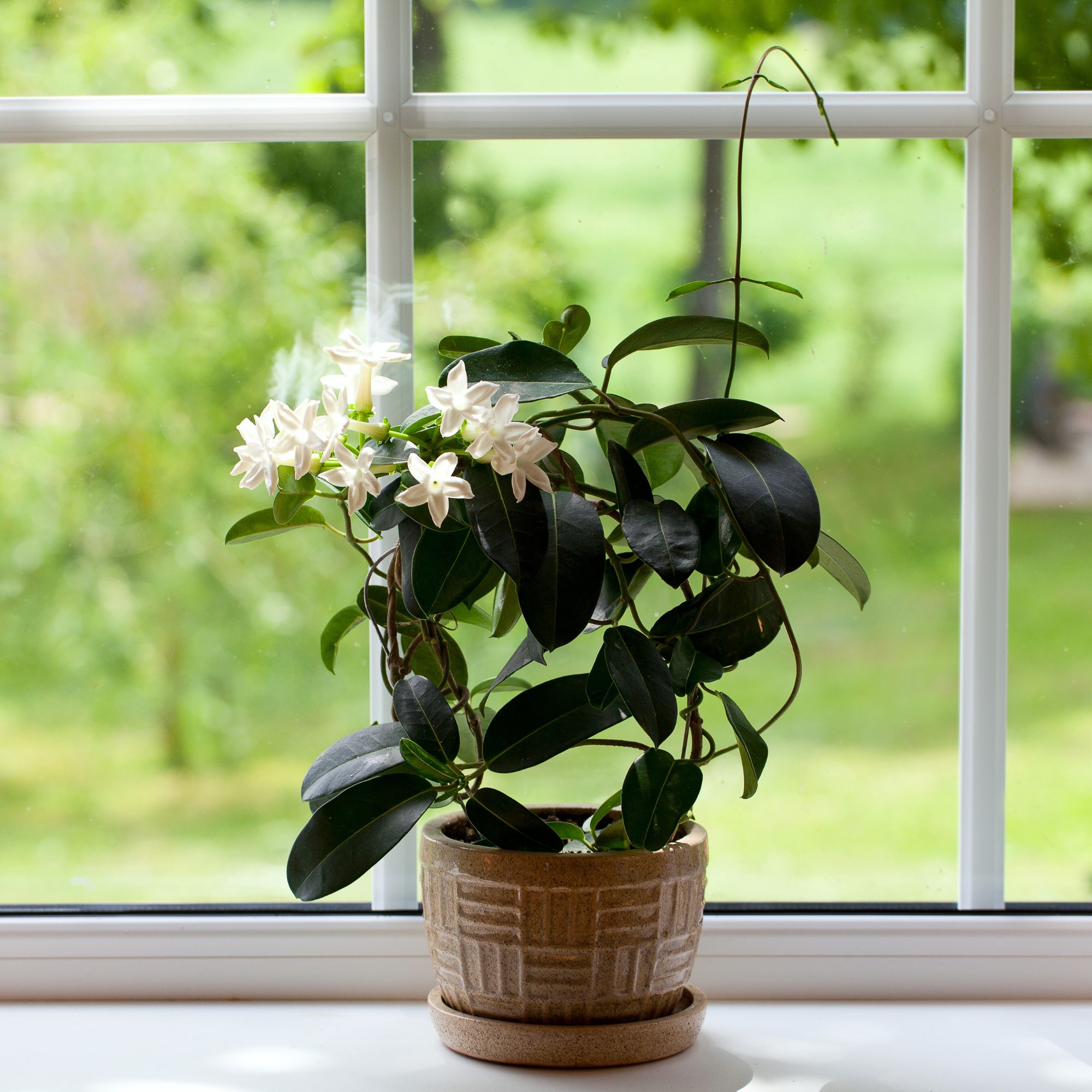 Indoor Madagascar jasmine plant on windowsill