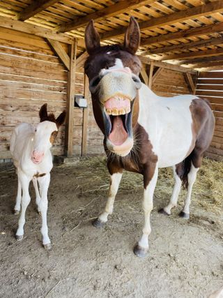 Comedy Pet Photo Awards 2022