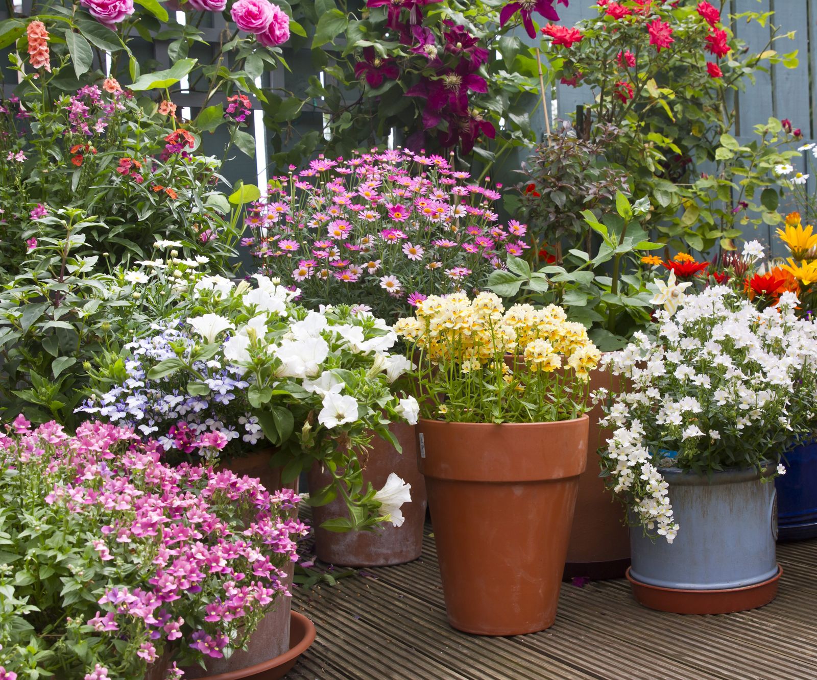 Best flowers to plant if you rent: 10 blooms for flexibility | Homes ...