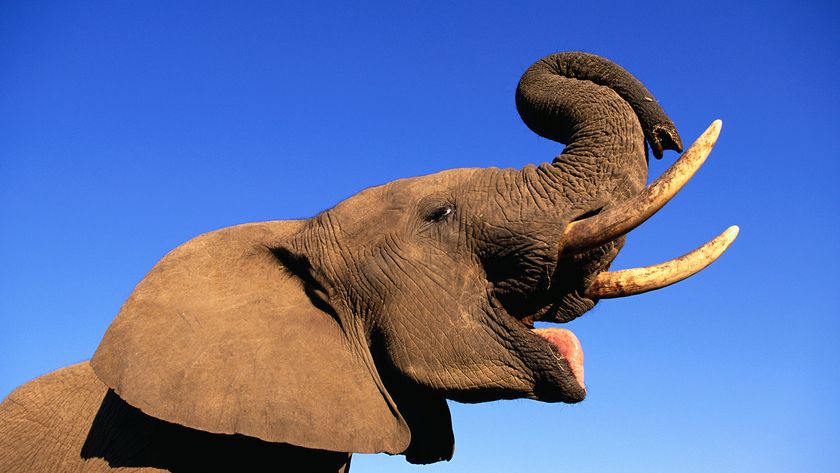 Young African elephant bull flares it&#039;s trunk and tusks in the air.