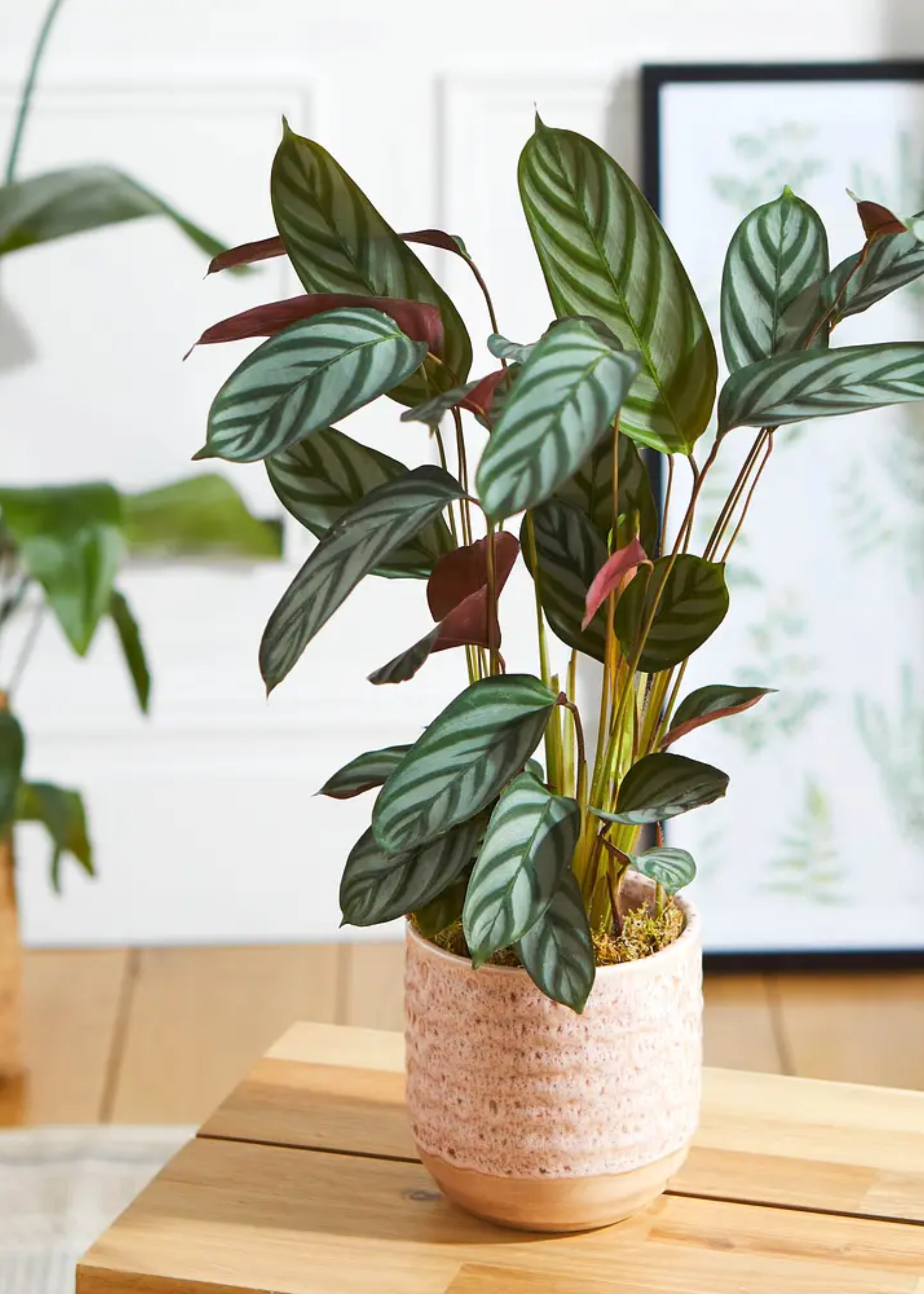 A potted calathea plant in a pink planter on a wooden side table