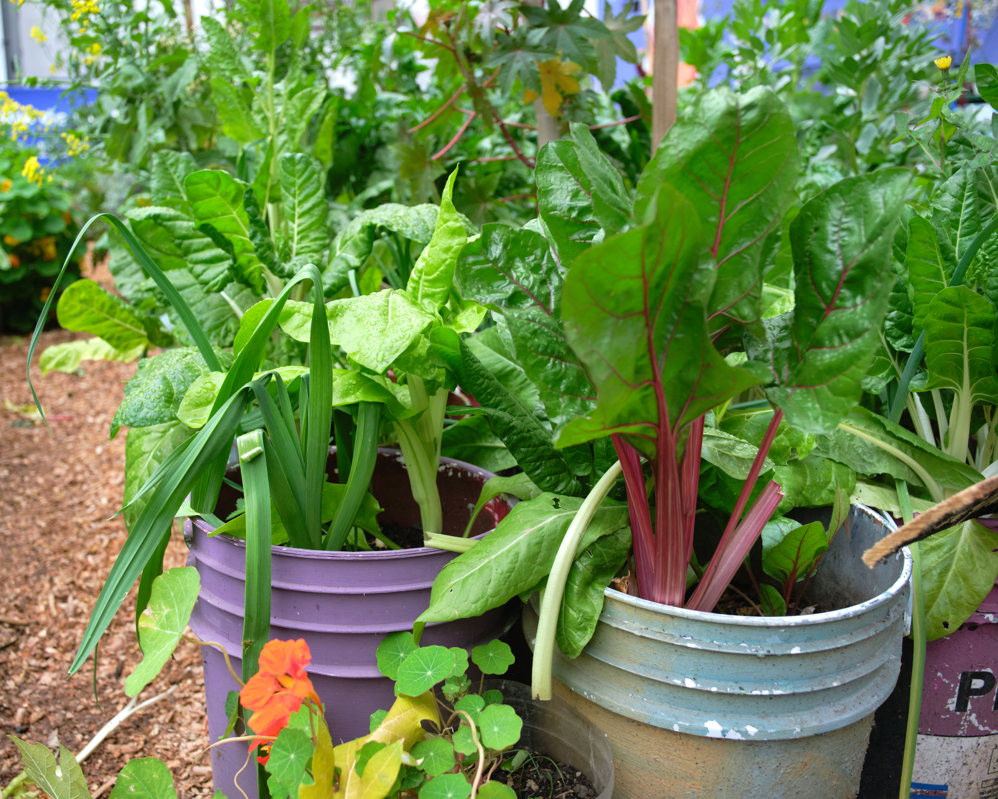 Vegetables growing in 5-gallon buckets