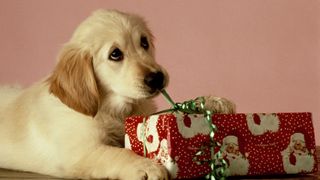 Dog opening a Christmas present with it's mouth