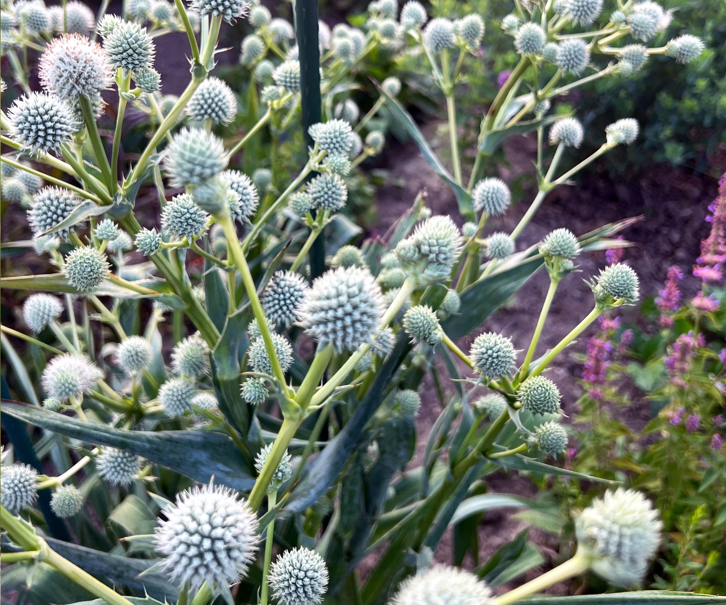 Rattlesnake Master native plant