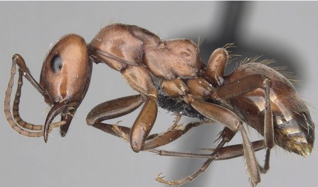 Polyergus mexicanus, one of the newly reinstated species of ants that biologist James Trager found in his backyard. 