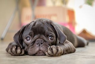 A puppy lying down on the floor.