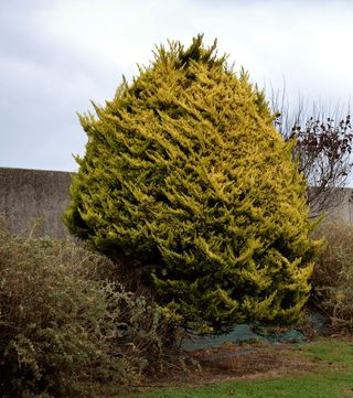 A Leyland Cypress tree in the backyard